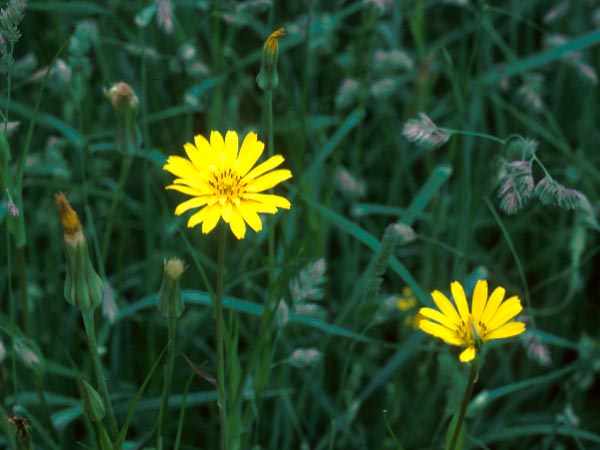Photo of Salsify Flower