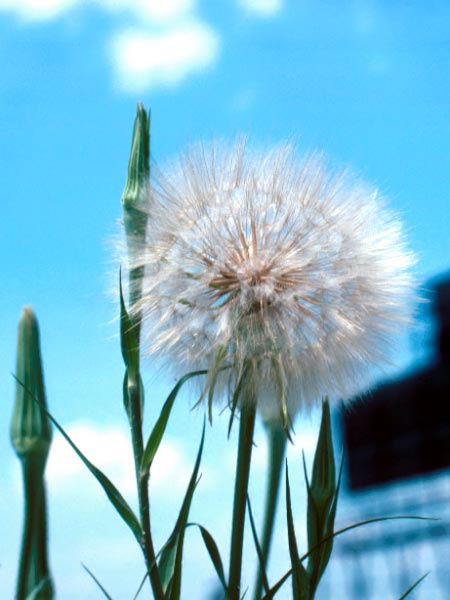 Photo of Salsify