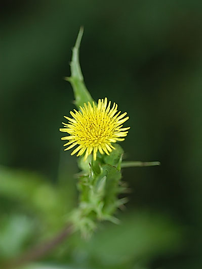 Photo of Sow Thistle Flower