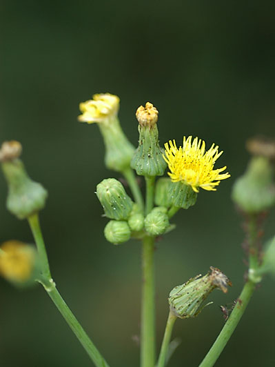 Photo of Sow Thistle Flower and Flower Buds