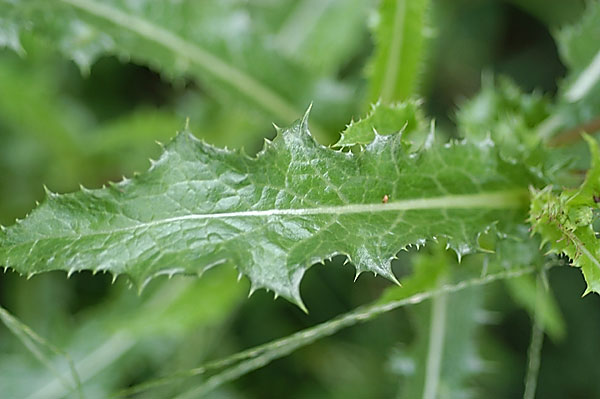 Photo of Sow Thistle Leaf