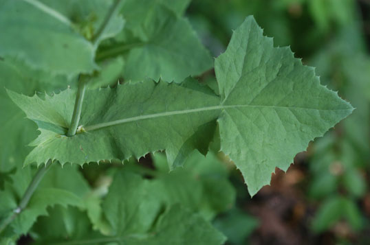 Photo of Perennial Sow Thistle Leaf