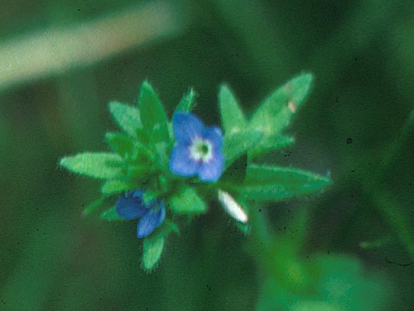 Photo of Speedwell Deep-Blue Flower