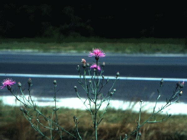 Photo of Spotted Knapweed