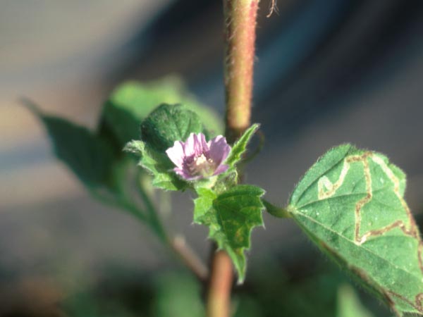 Photo of Spurred Anoda Flower
