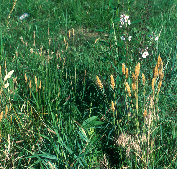 Photo of Sweet Vernal Grass