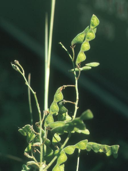 Photo of Tick Trefoil Seed Pod
