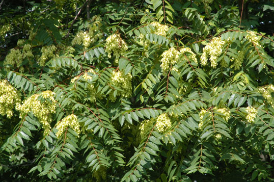 Photo of Tree of Heaven Leaves and Fruits