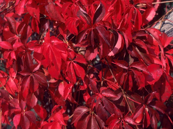 Photo of Virginia Creeper in Autumn