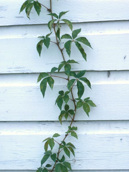 Photo of Virginia Creeper Vine