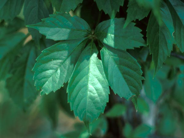 Photo of Virginia Creeper Leaf