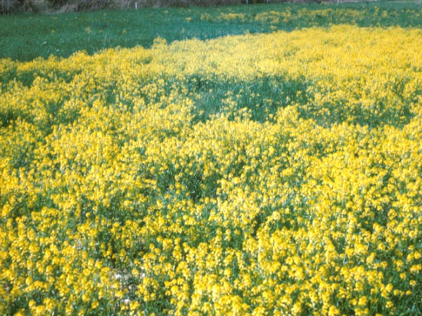 Photo of Field of Yellow Rocket