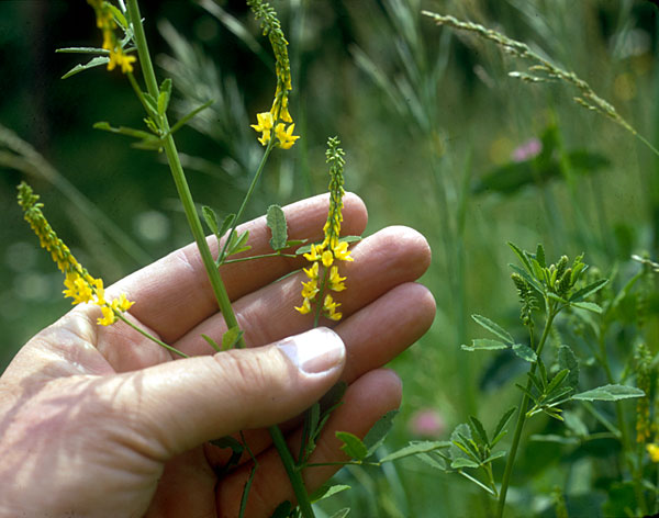 Photo of Yellow Sweet Clover