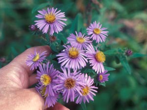 Photo of Aster.