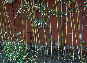 Photo of Bamboo Grass.