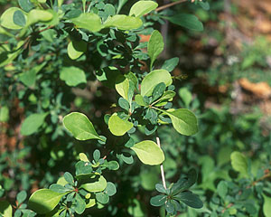 Photo of Barberry.