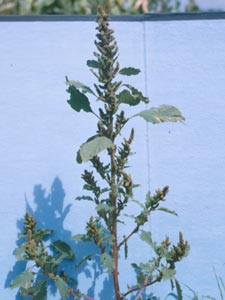Photo of Common Pigweed.