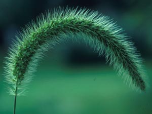 Photo of Giant Foxtail.