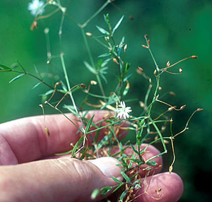 Photo of Grass Leaved Stitchwort.