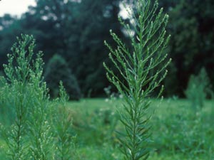 Photo of Horseweed.
