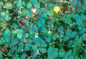 Photo of Indian Strawberry.