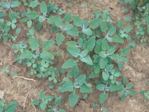 Photo of Lambsquarters.