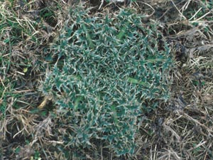 Photo of Musk Thistle.