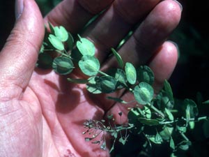 Photo of Pennycress.