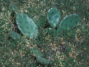 Photo of Prickly Pear.