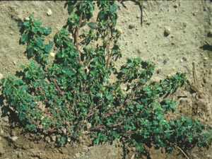 Photo of Prostrate Pigweed.