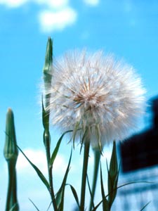 Photo of Salsify.