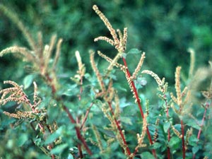 Photo of Spiny Pigweed.
