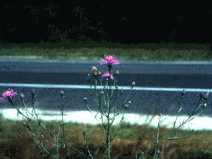 Photo of Spotted Knapweed.