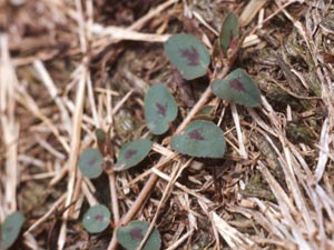 Photo of Spotted Spurge.