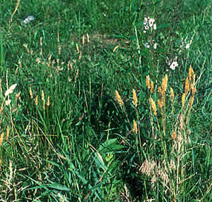 Photo of Sweet Vernal Grass.