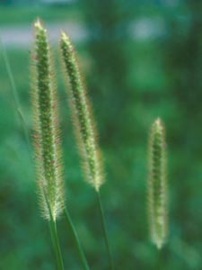 Photo of Yellow Foxtail.