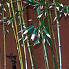 Photo of Bamboo Grass.