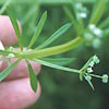 Photo of Bedstraw.