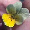 Photo of Field Pansy.