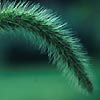 Photo of Giant Foxtail.