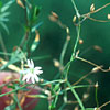 Photo of Grass Leaved Stitchwort.