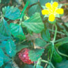 Photo of Indian Strawberry.