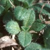 Photo of Mouse-Ear Chickweed.