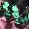 Photo of Pennycress.