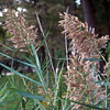 Photo of Common Reed.