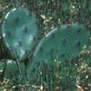 Photo of Prickly Pear.