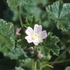 Photo of Roundleaf Mallow.