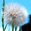 Photo of Salsify.