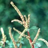 Photo of Spiny Pigweed.