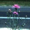 Photo of Spotted Knapweed.